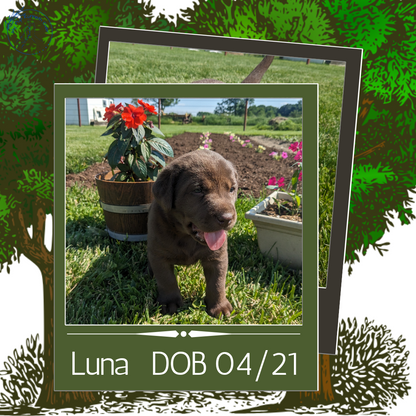 CHOCOLATE LAB (04/21) FEMALE