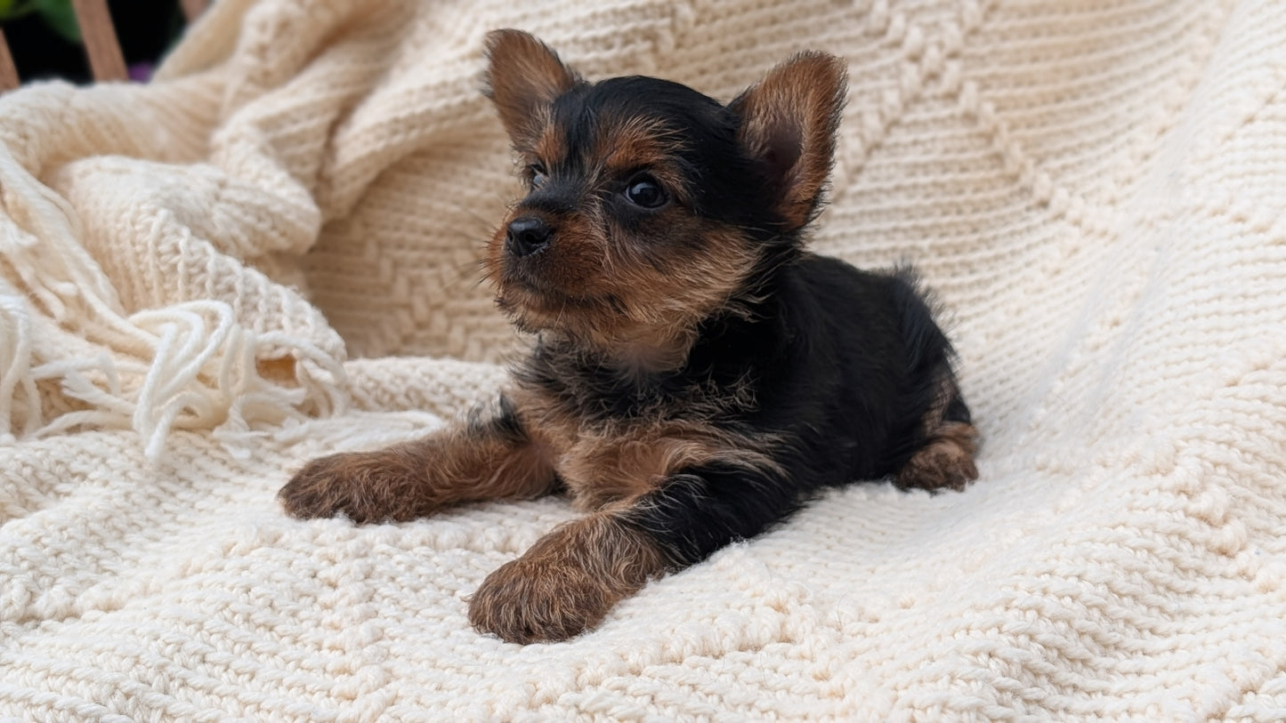 YORKSHIRE TERRIER (MAY 20) FEMALE