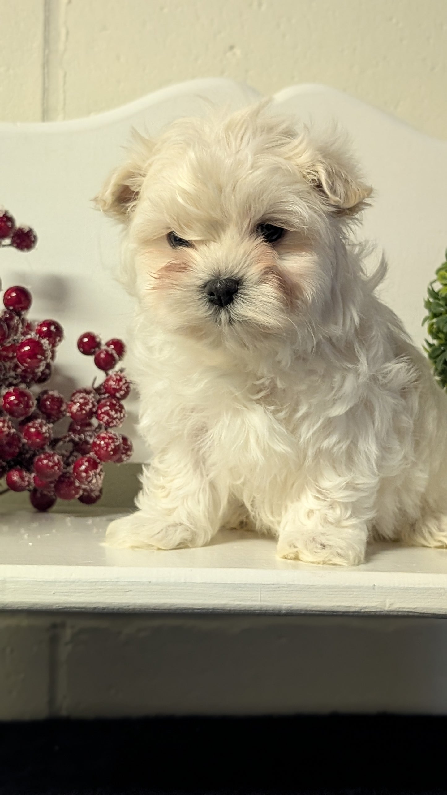 MALTESE (NOV 15) MALES