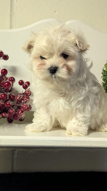 MALTESE (NOV 15) MALES