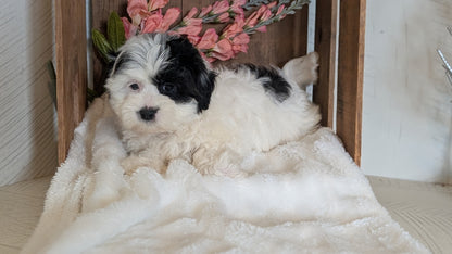 TEDDY BEAR (JUL 15) 1 MALE/1 FEMALE