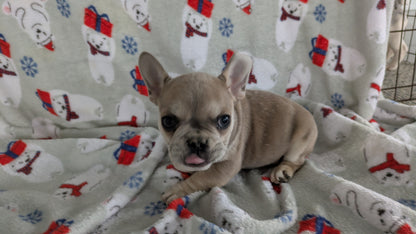 FRENCH BULLDOG (11/01) MALE