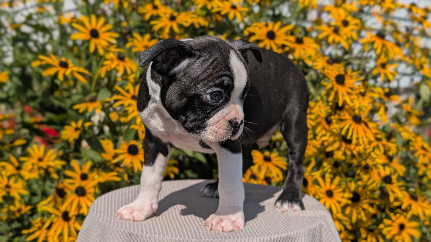 BOSTON TERRIER (JUL 11) 4 FEMALES/4 MALES