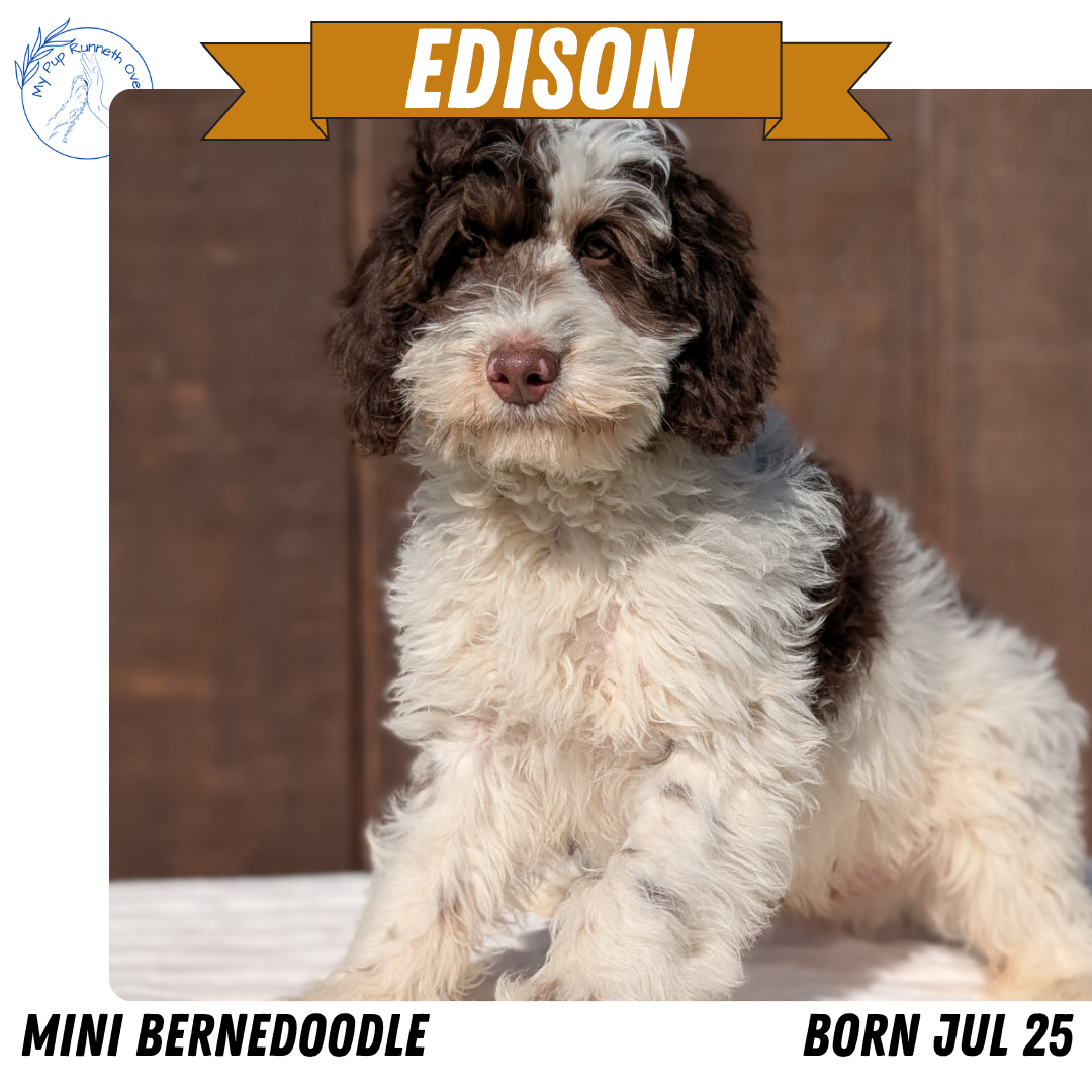 MINI BERNEDOODLE (07/25) MALE