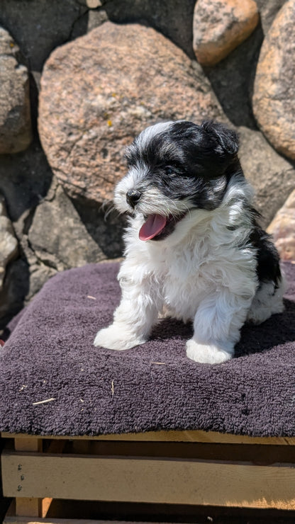 HAVANESE (MAY 14) MALES