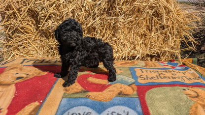 TOY POODLE (02/01) FEMALE