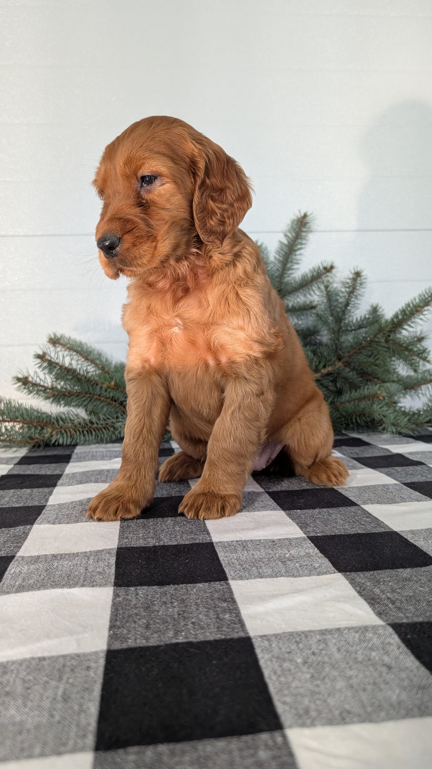 IRISH SETTER (NOV 02) FEMALE
