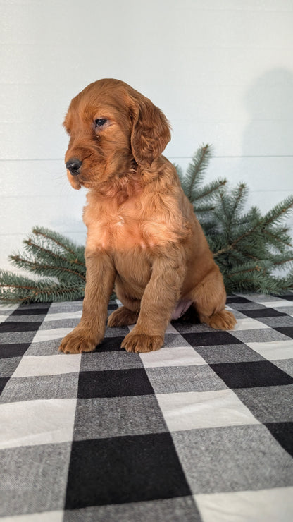 IRISH SETTER (NOV 02) FEMALE