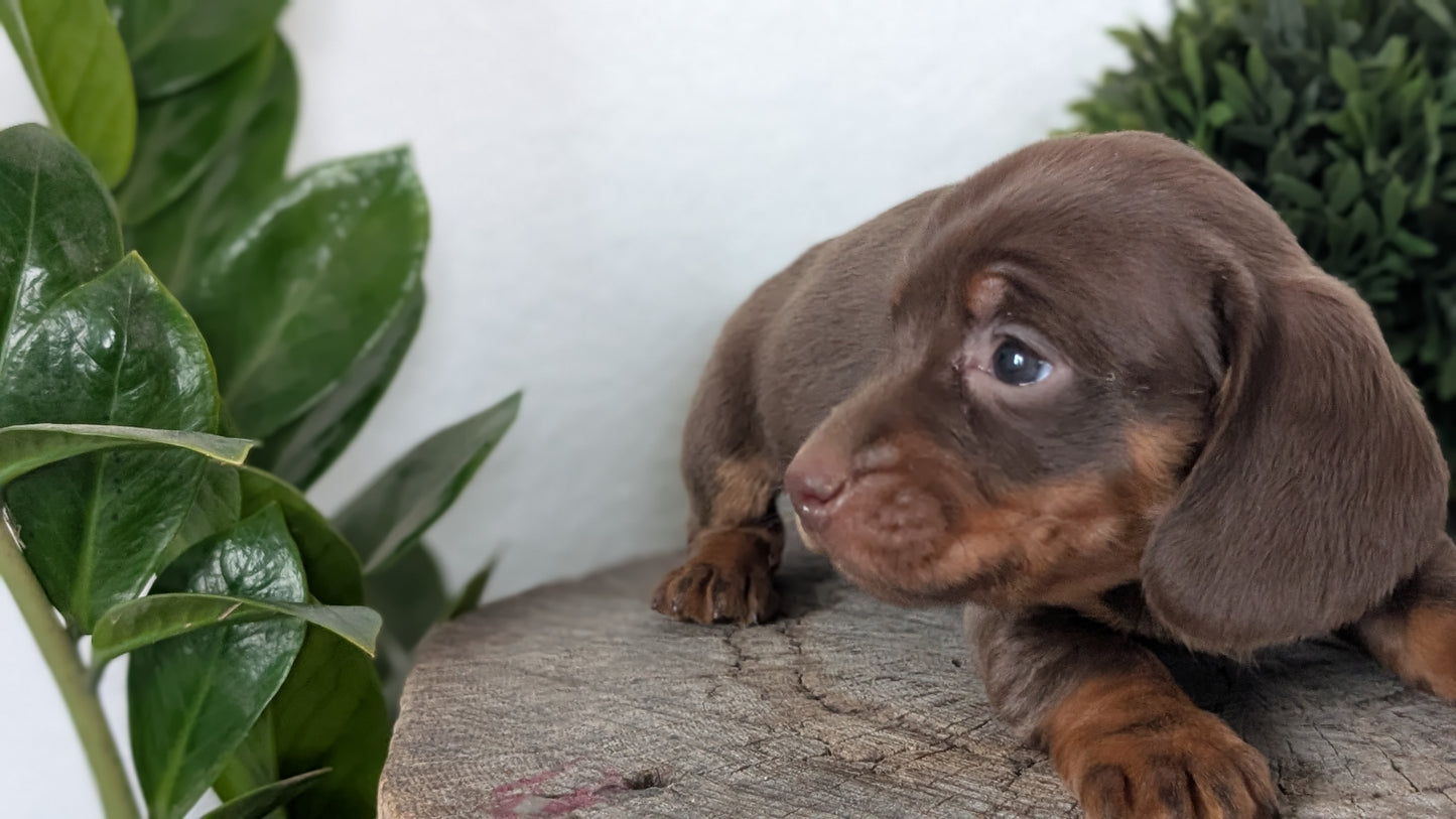 MINI DACHSHUND (09/22) FEMALE