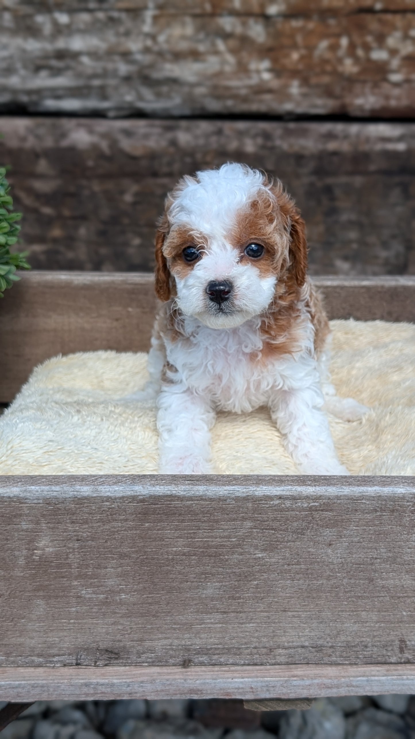 CAVAPOO (MAY 12) FEMALES
