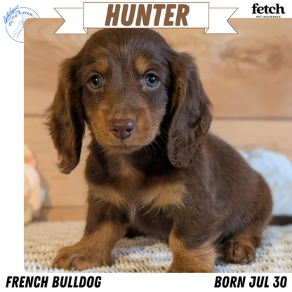 MINI DACHSHUND (JUL 30) 4 MALES/1 FEMALE