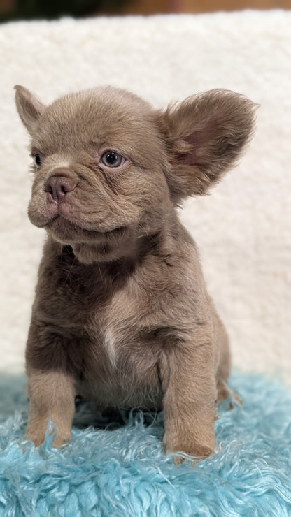 FRENCH BULLDOG (JUN 06) FEMALES