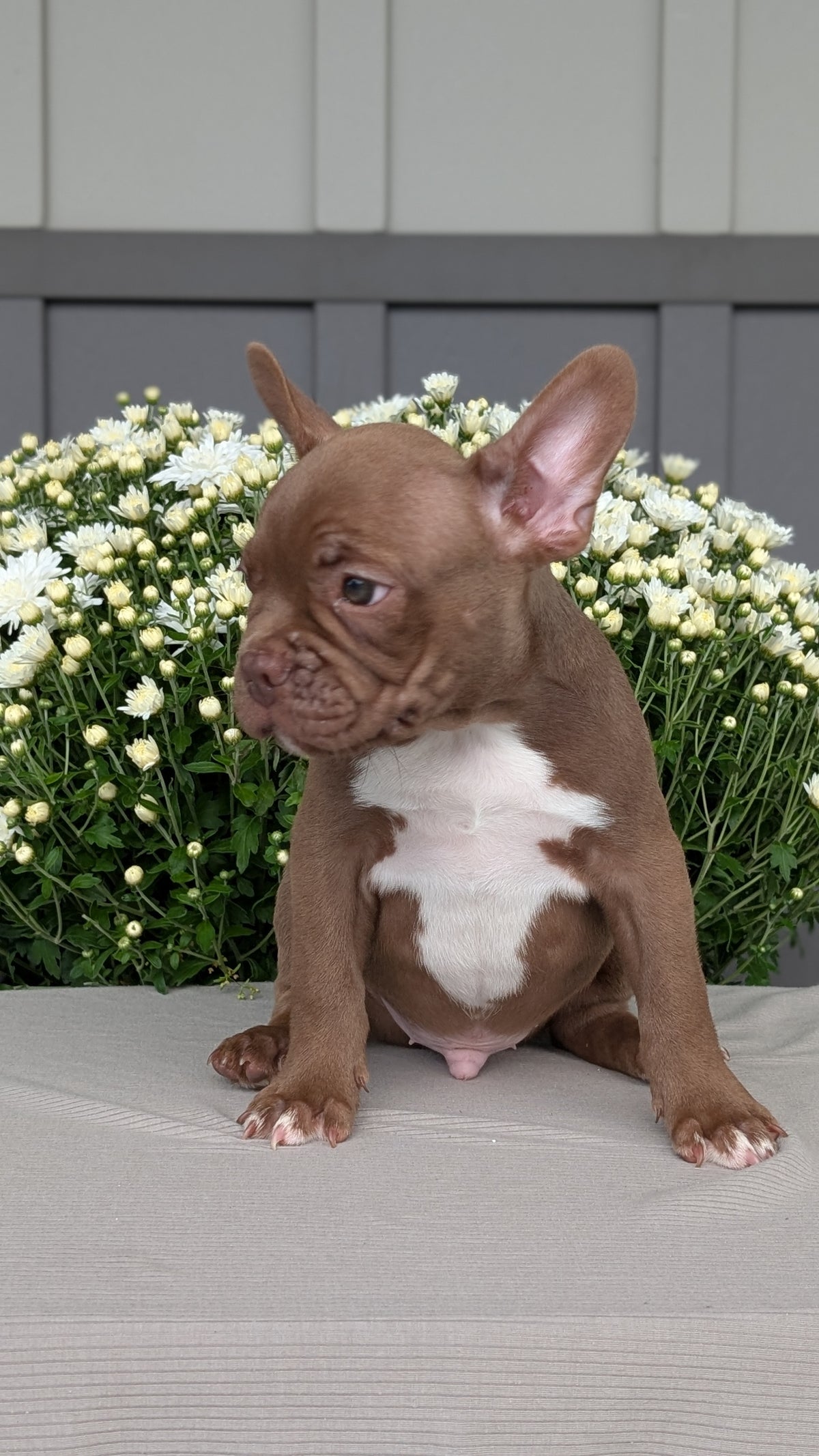 FRENCHTON (JUL 14) 2 MALES/1 FEMALE