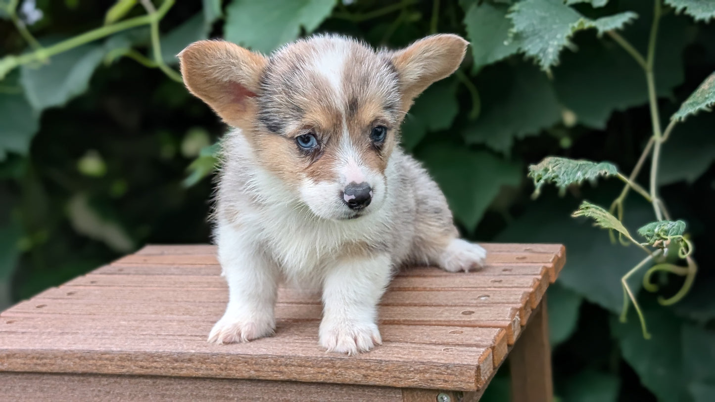 CORGI (JUN 22) MALES
