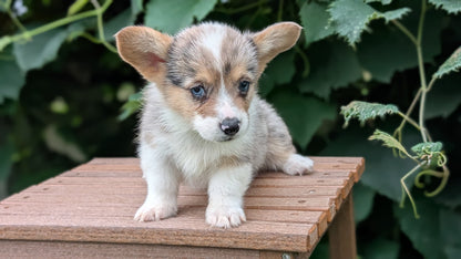 CORGI (JUN 22) MALES
