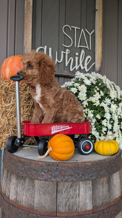 CAVAPOO (07/26) MALE