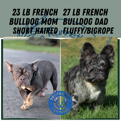 FRENCH BULLDOG (OCT 08) FEMALES