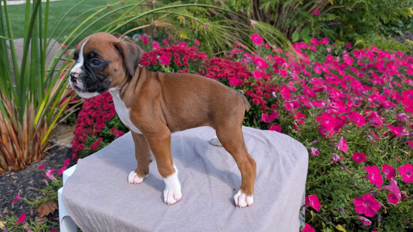 BOXER (08/20) FEMALE
