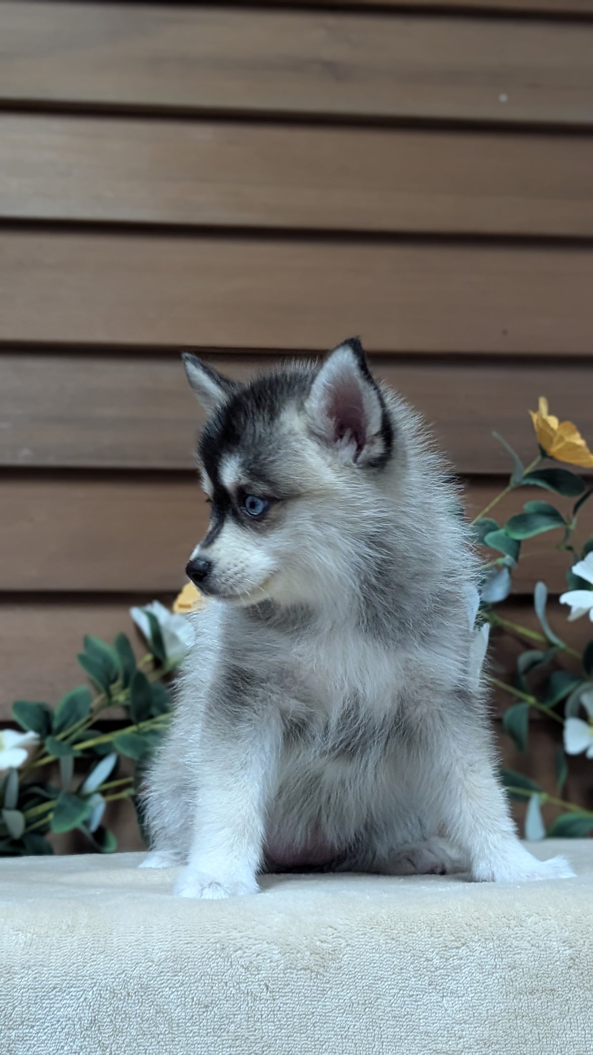 POMSKY (JUL 03) 1 MALE/3 FEMALES