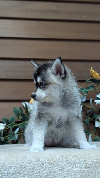POMSKY (JUL 03) 1 MALE/3 FEMALES