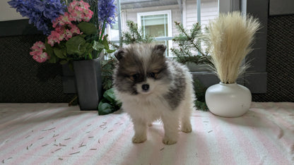 POMERANIAN (11/01) FEMALE