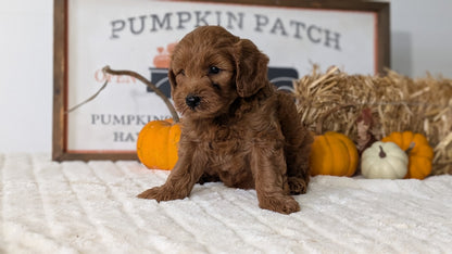 MINI GOLDENDOODLE (AUG 13) 6 MALES/3 FEMALES