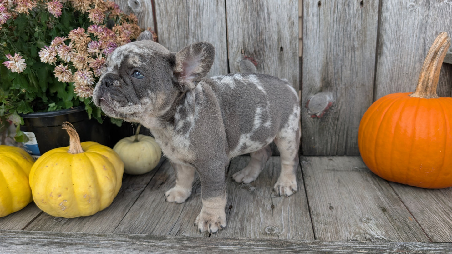 FRENCH BULLDOG (09/09) MALE