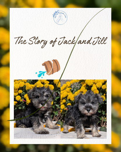 MINI SCHNAUZER (08/21) FEMALE