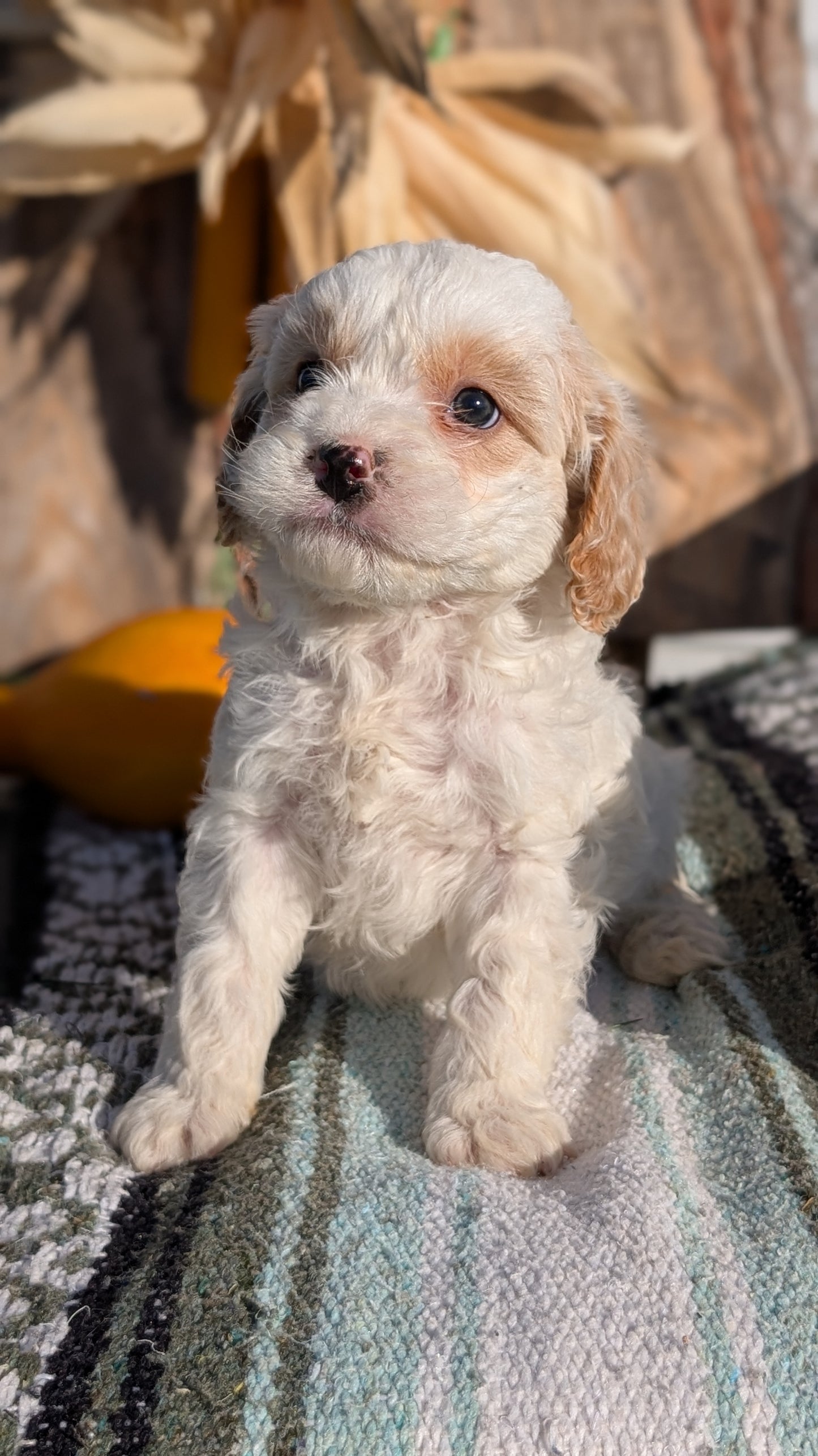CAVAPOO (OCT 02) MALES