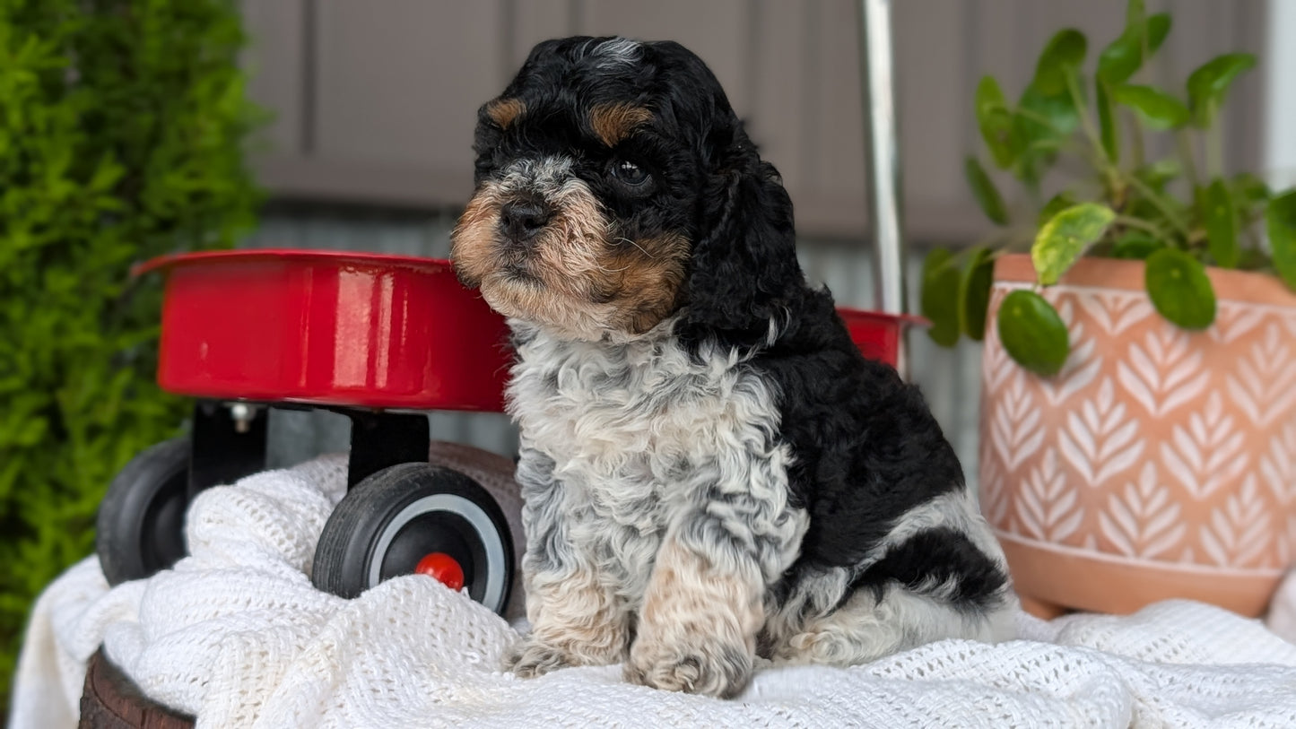COCKAPOO (MAY 10) MALES