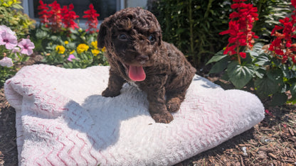 TOY POODLE (06/30) MALE