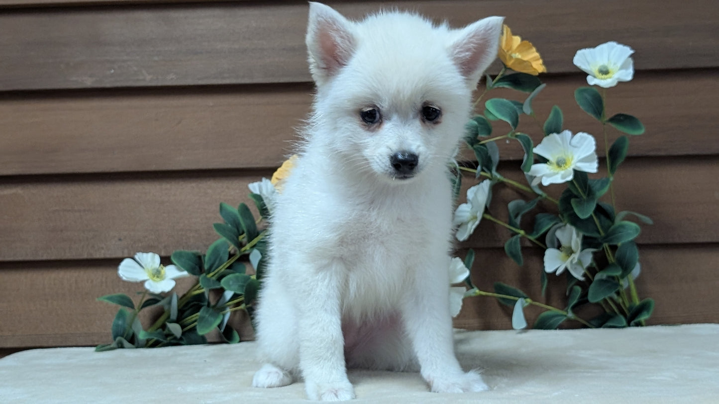 POMSKY (JUL 03) 1 MALE/3 FEMALES