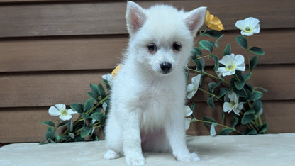 POMSKY (JUL 03) 1 MALE/3 FEMALES