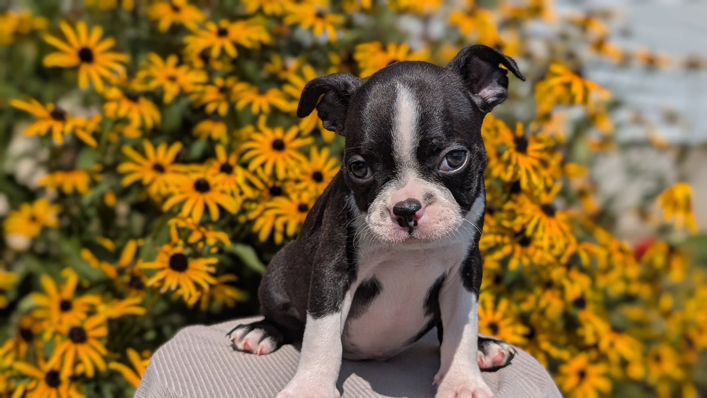 BOSTON TERRIER (JUL 11) 4 FEMALES/4 MALES