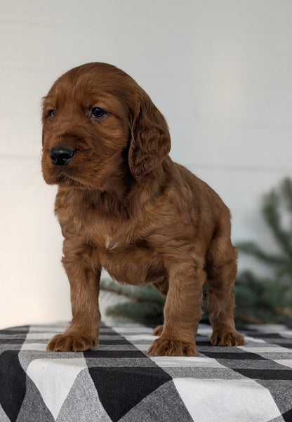 IRISH SETTER (NOV 02) MALES