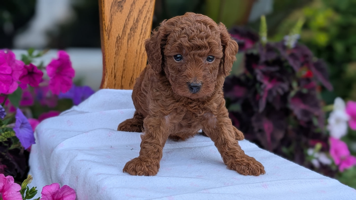 TOY POODLE (JUN 17) MALES