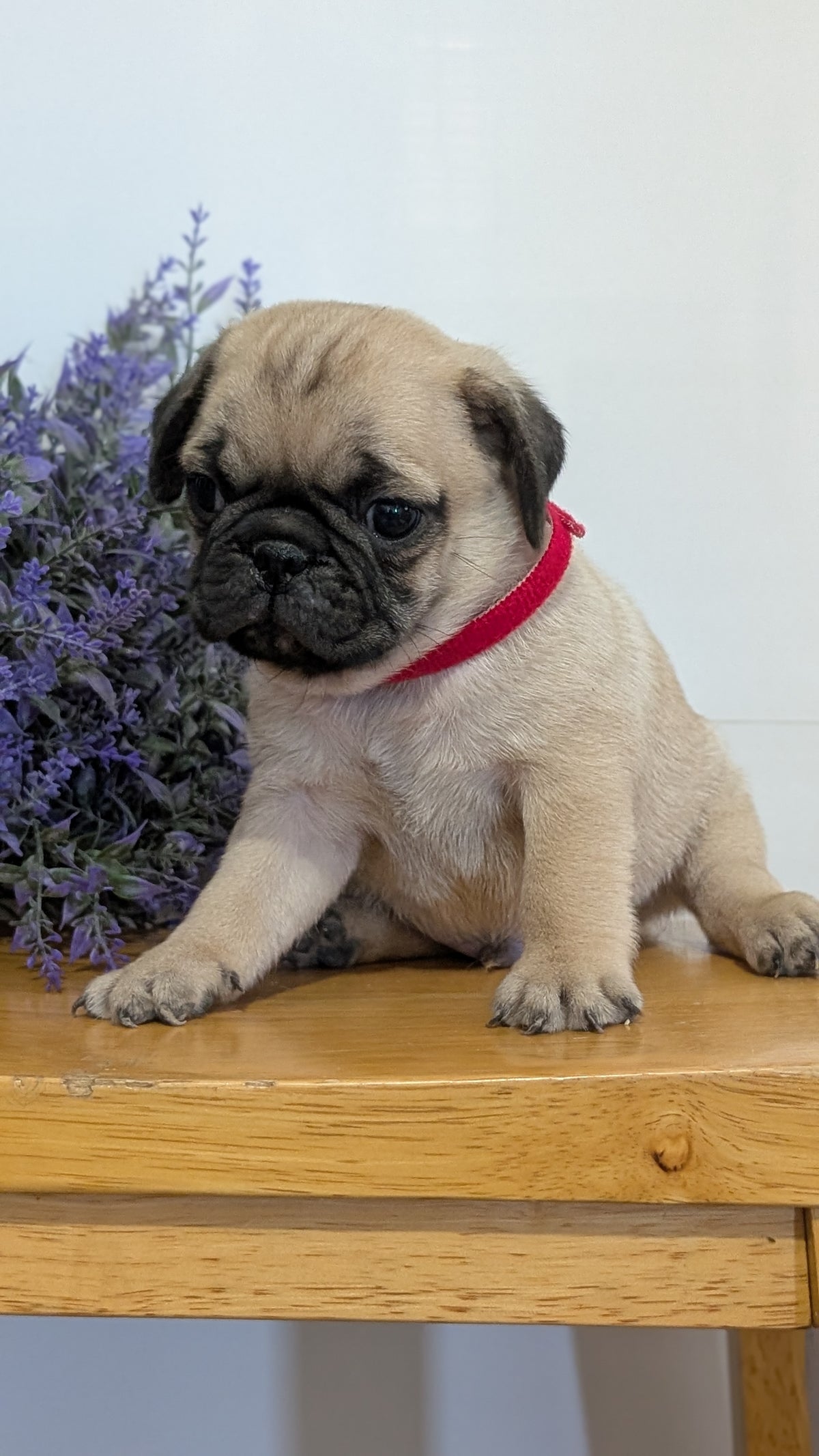 PUG (SEP 12) 4 MALES/1 FEMALE