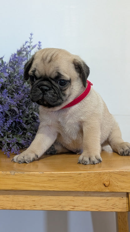 PUG (SEP 12) 4 MALES/1 FEMALE