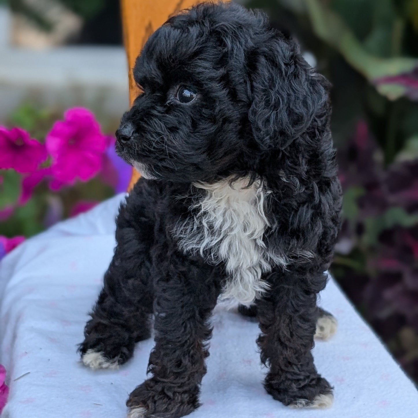 MALTIPOO (JUN 11) MALES