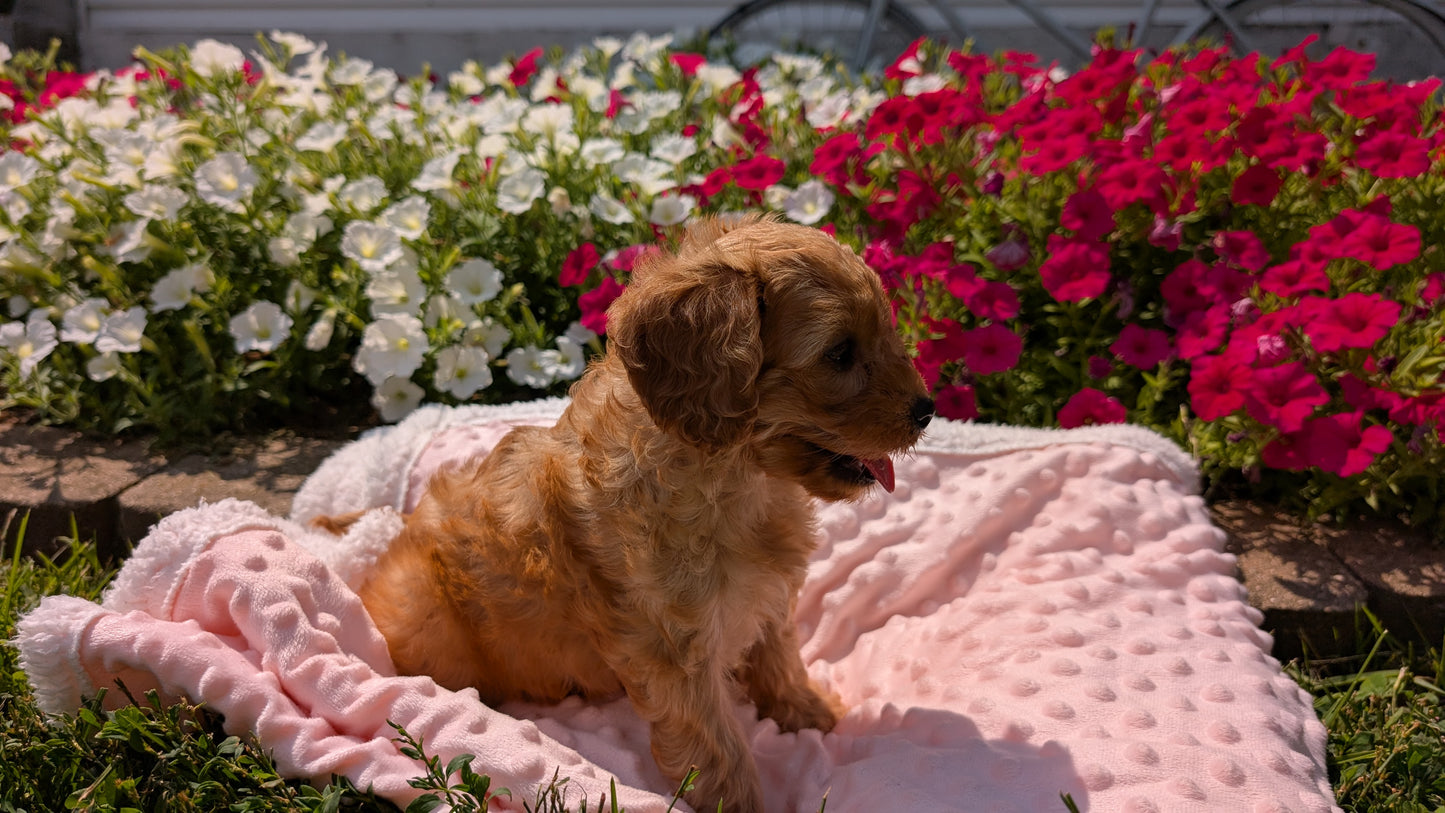 CAVAPOO (06/19) FEMALE