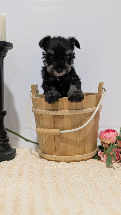 MINI SCHNAUZER (02/18) FEMALE