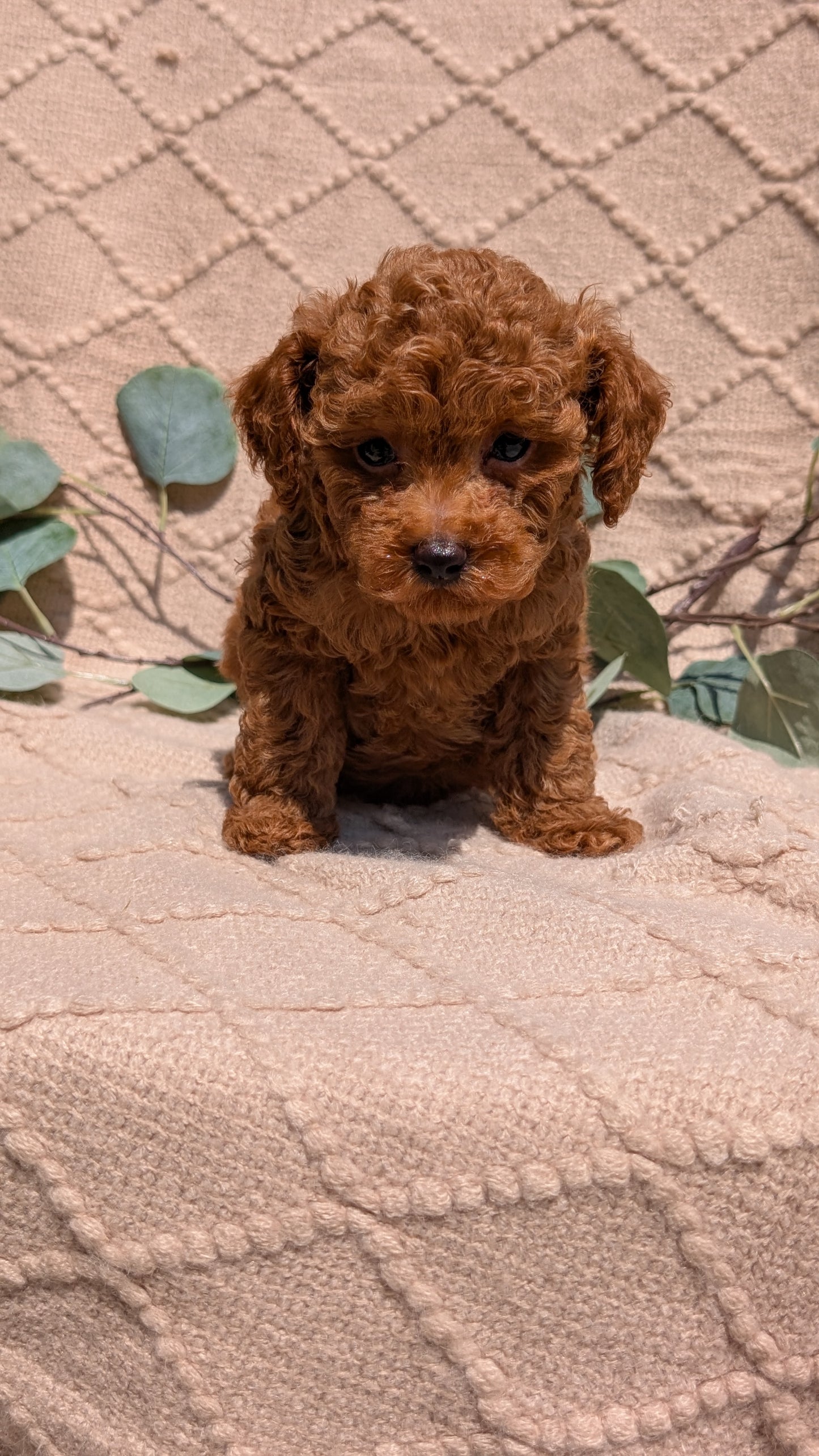 COCKAPOO (05/31) MALE