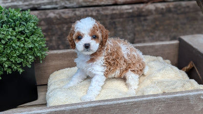 CAVAPOO (MAY 12) FEMALES