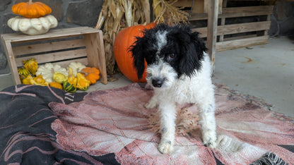 TOY BERNEDOODLE (06/11) MALE