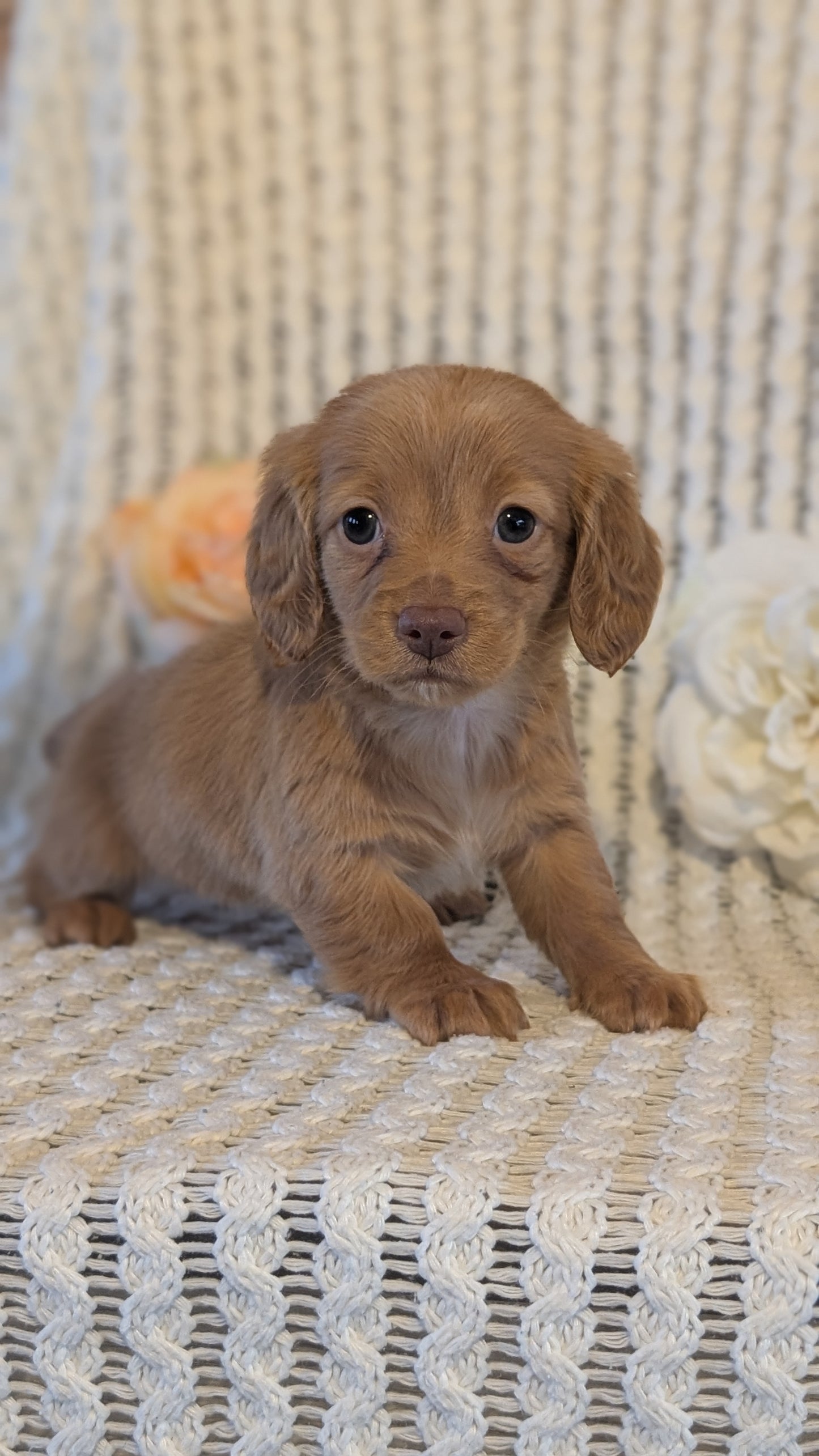 MINI DACHSHUND (JAN 01) FEMALES