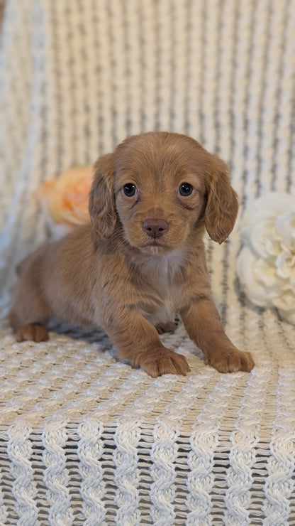 MINI DACHSHUND (JAN 01) FEMALES