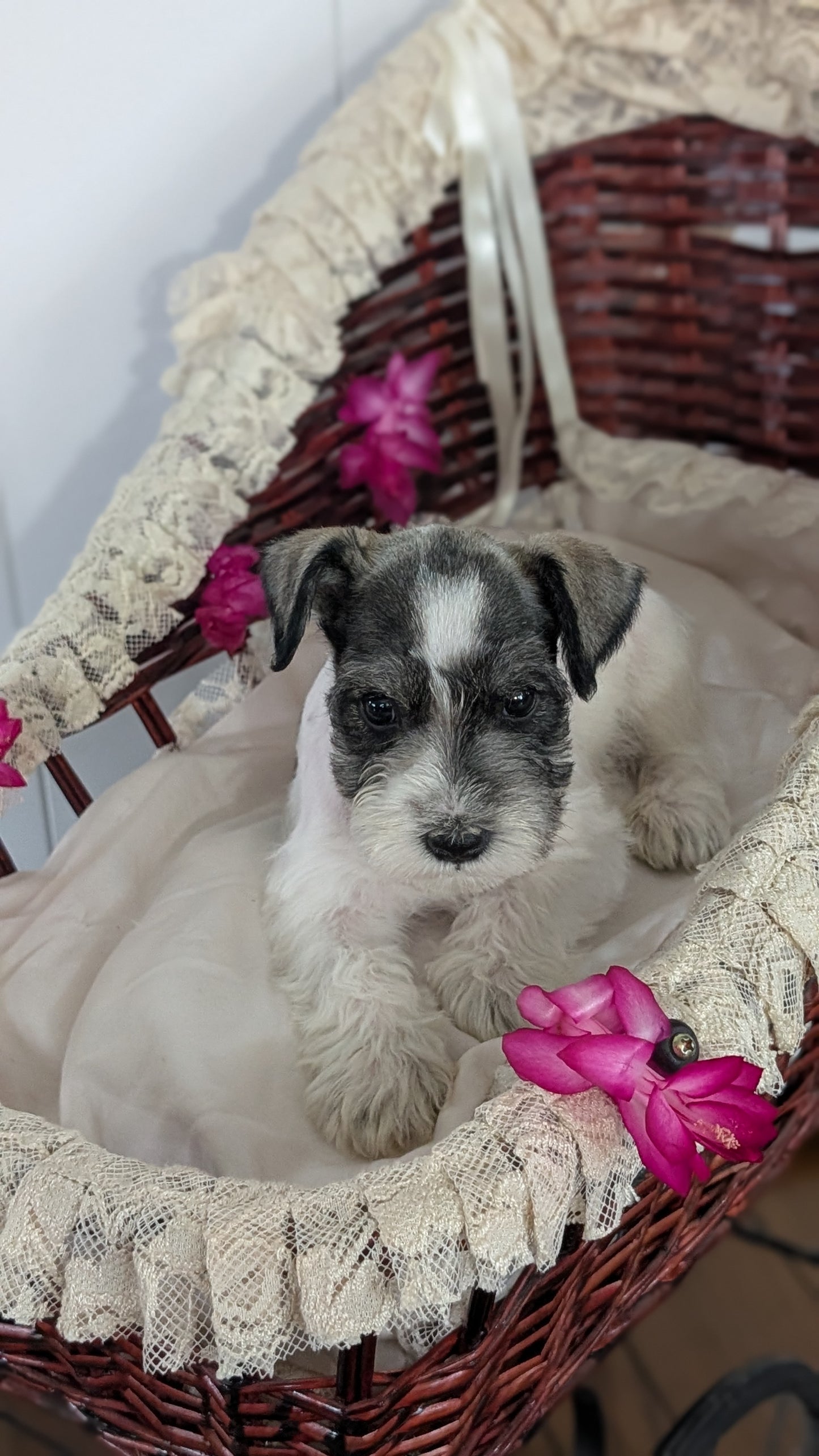 MINI SCHNAUZER (JAN 10) MALES