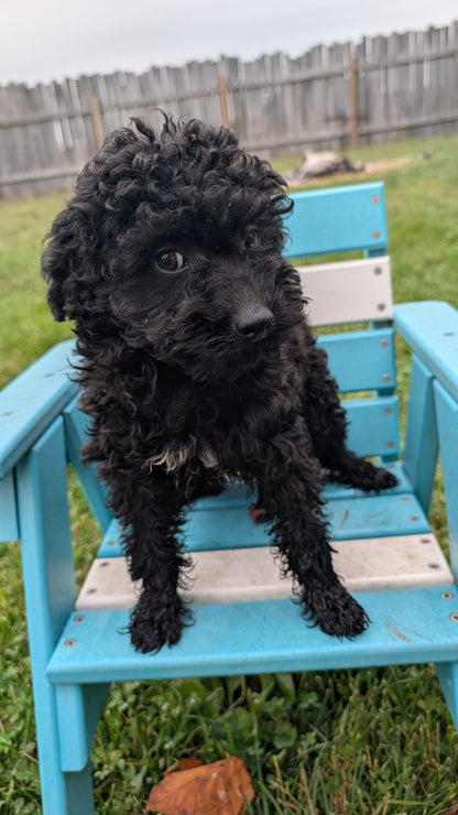 TOY POODLE (07/06) MALE