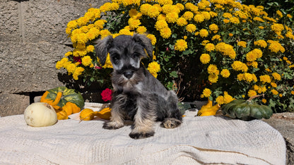 MINI SCHNAUZER (08/06) FEMALE