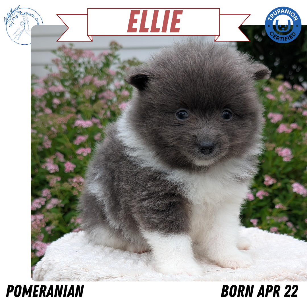 POMERANIAN (04/22) FEMALE